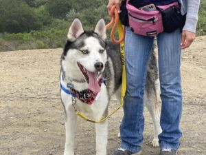 ATTICUS Mixed Breed Dog