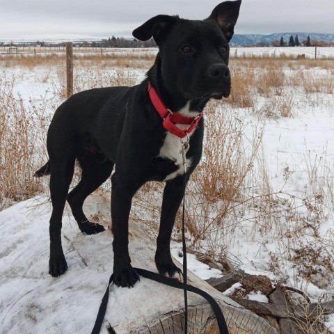 Cooper, an adoptable Black Labrador Retriever, Pit Bull Terrier in Idaho Falls, ID, 83405 | Photo Image 1