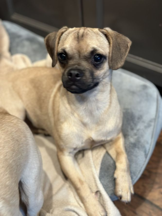 Pug and best sale chihuahua mix puppies