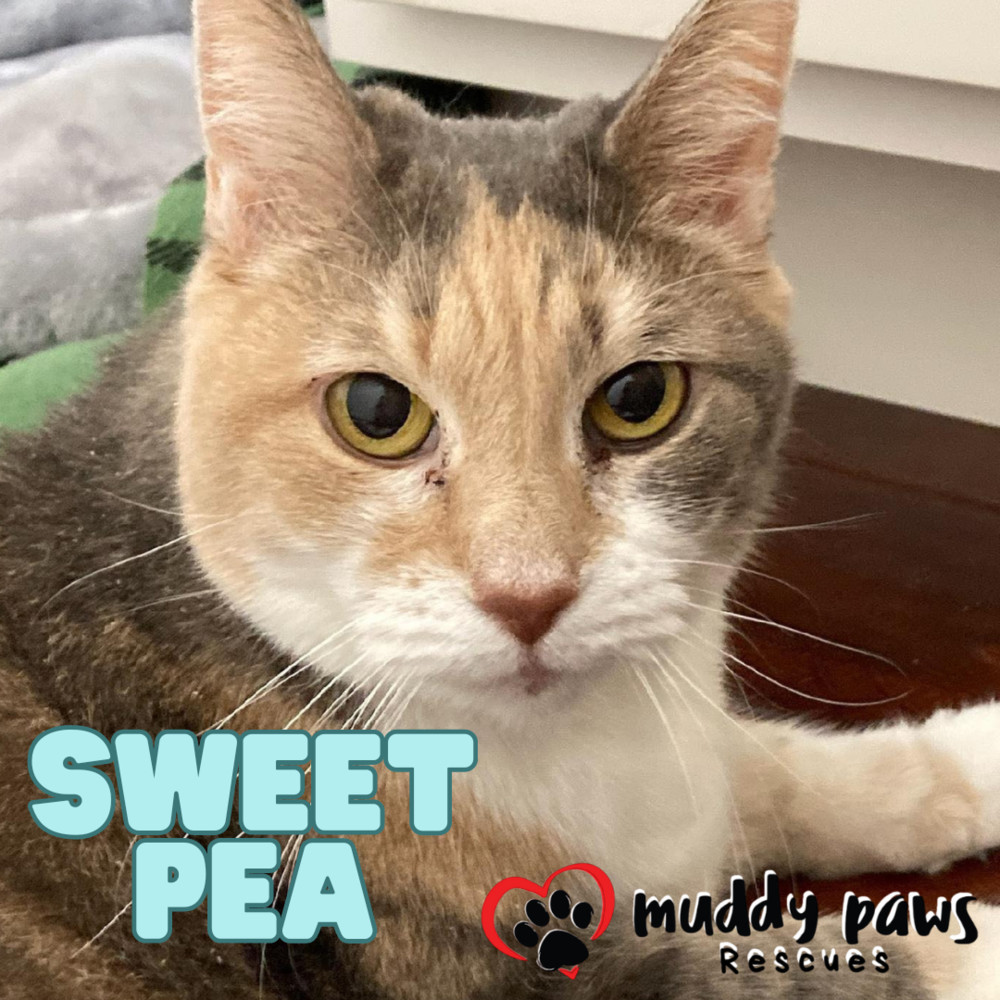 Sweet Pea, an adoptable Domestic Short Hair in Council Bluffs, IA, 51503 | Photo Image 1