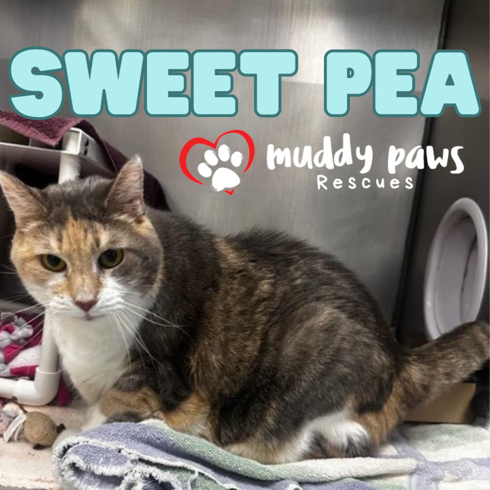 Sweet Pea, an adoptable Domestic Short Hair in Council Bluffs, IA, 51503 | Photo Image 2