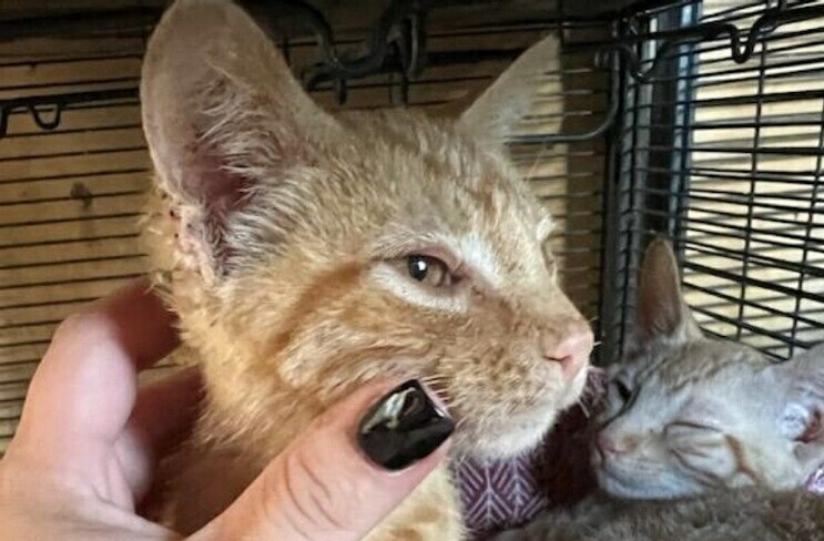 Rocket, an adoptable Domestic Short Hair in Thatcher, AZ, 85552 | Photo Image 2