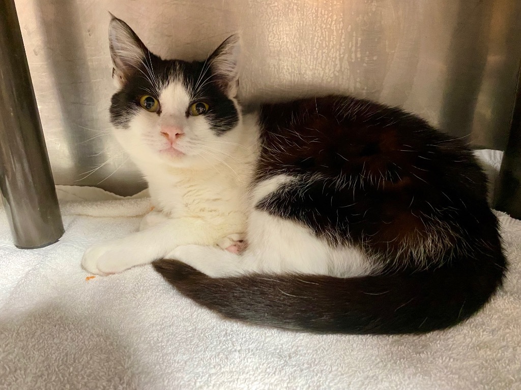 Ashten, an adoptable Domestic Short Hair in Fort Lupton, CO, 80621 | Photo Image 1