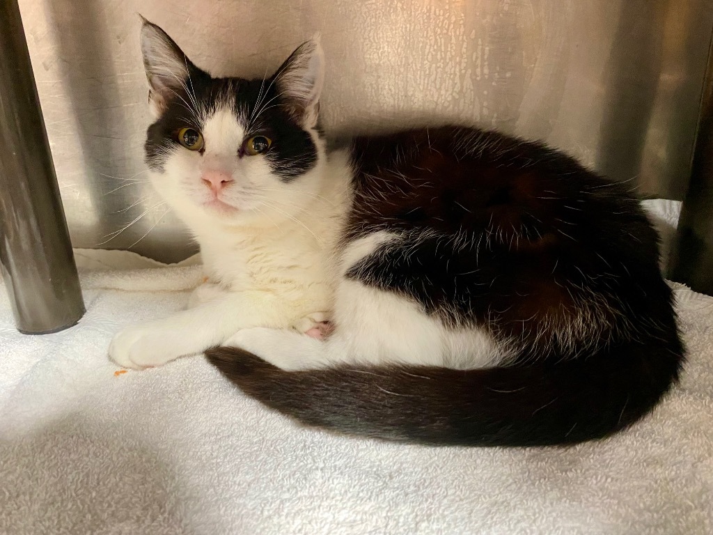 Ashten, an adoptable Domestic Short Hair in Fort Lupton, CO, 80621 | Photo Image 2