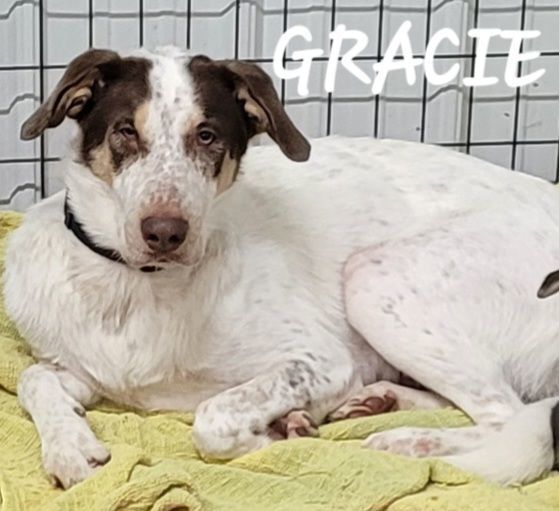 German shorthaired pointer outlet and australian shepherd mix