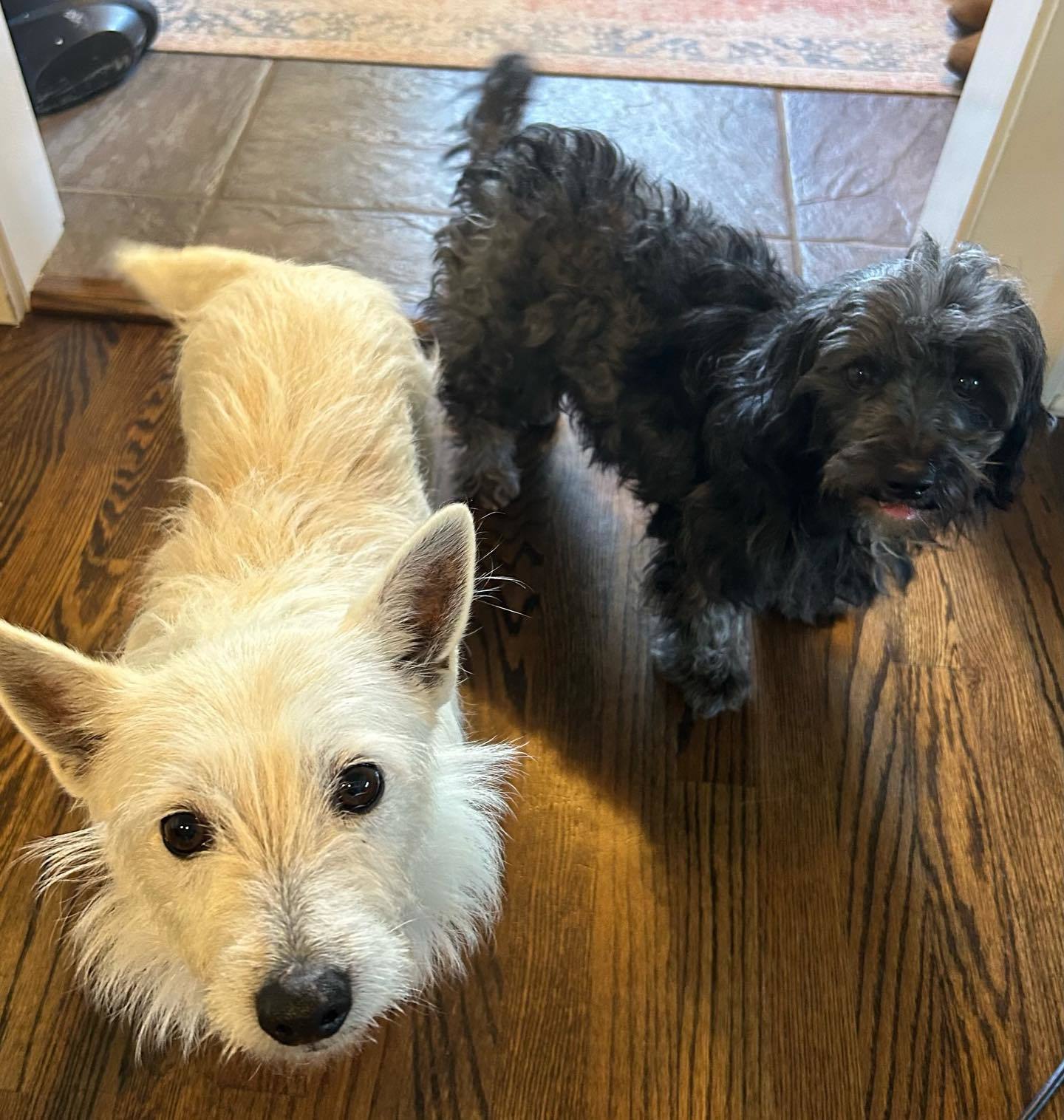 Scruffy and Molly