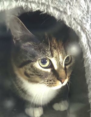 Schubert, Adult Female Tabby