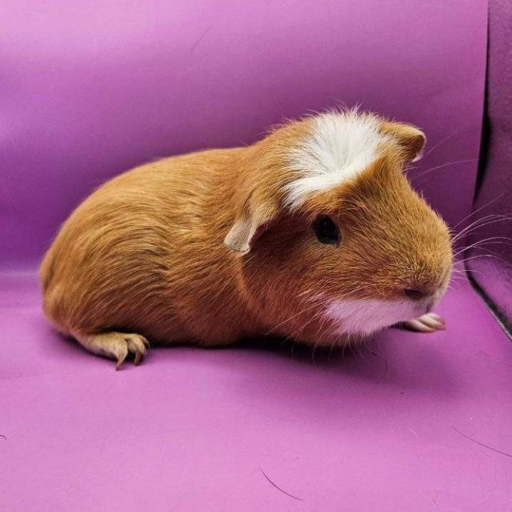 Are guinea pigs allowed cheap carrots