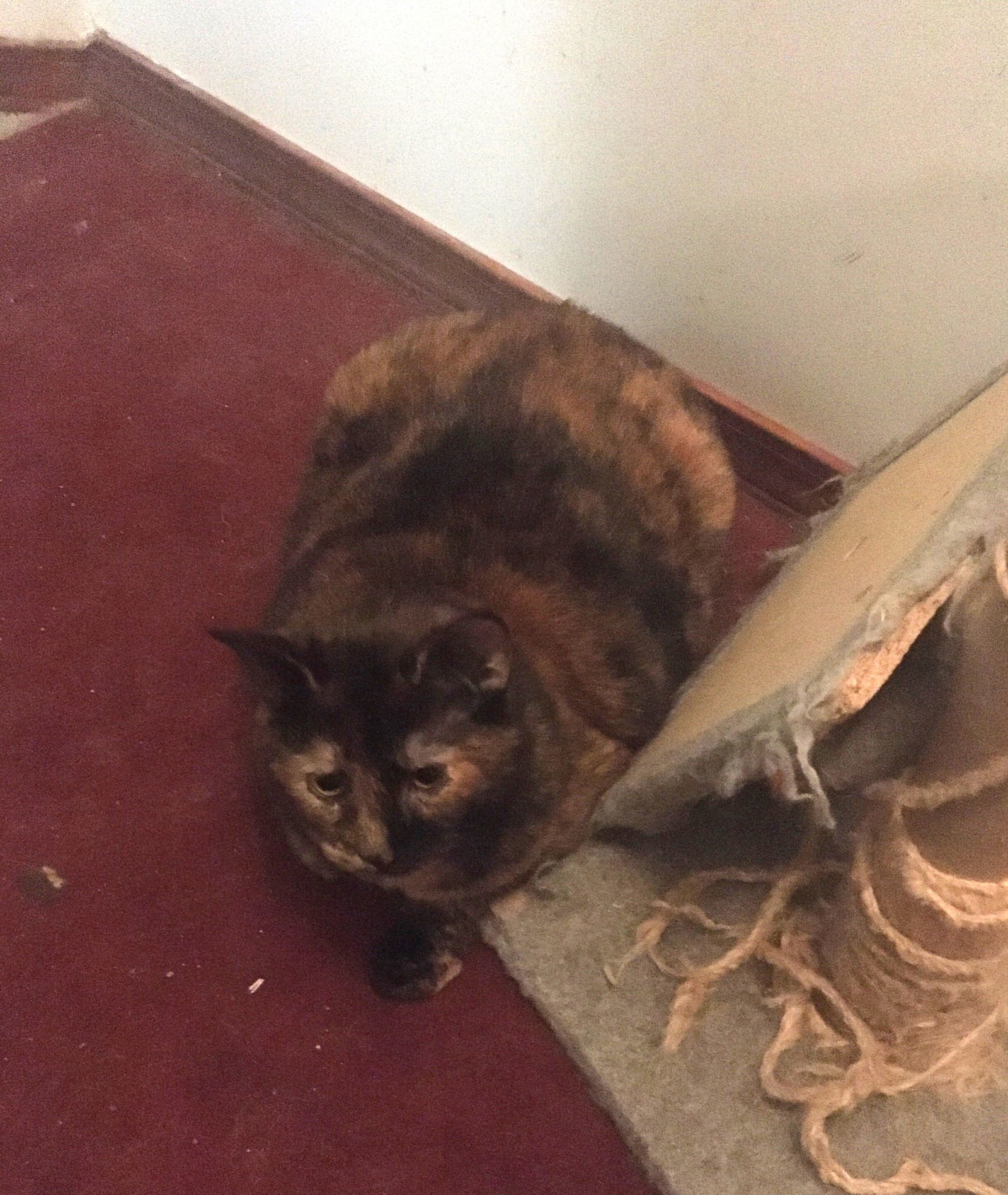 Rhoda