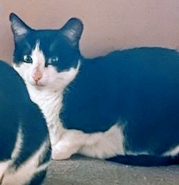 Miss Kitty, an adoptable Domestic Short Hair in Tracy, CA, 95304 | Photo Image 6