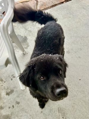 Chuck the Homebody, Adult Male Labrador Retriever