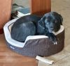 Chuck the Homebody photo 3