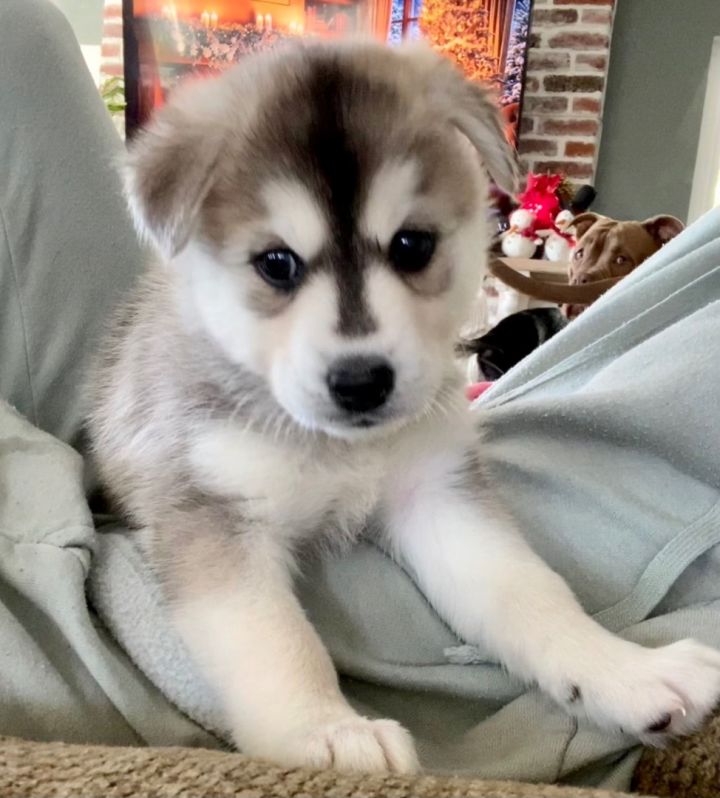 Pomsky petfinder hot sale