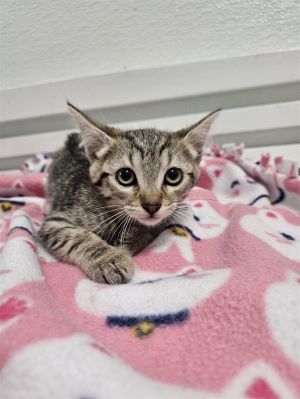 This adorable young girl is Cookie Dough the playful tabby princess with a hear