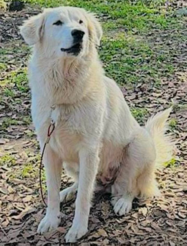 Grand pyrenees sales golden retriever mix