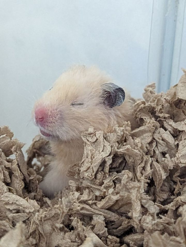 Petfinder hamster store