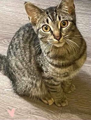 Fendi Domestic Short Hair Cat