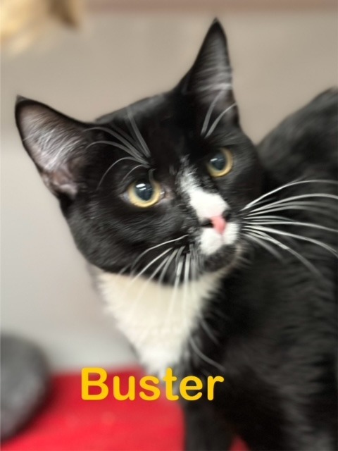 BUSTER Cat