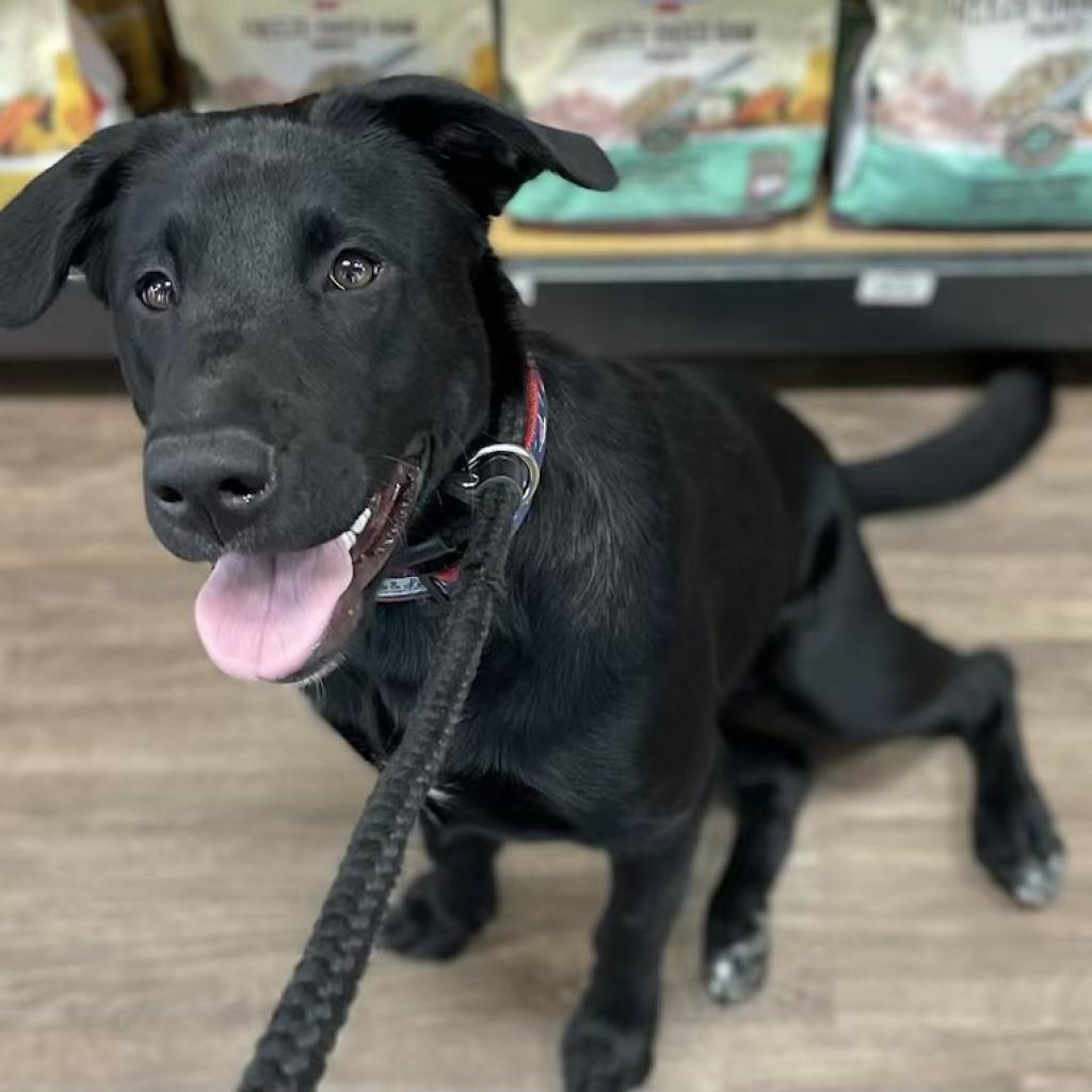 Mila, an adoptable Dutch Shepherd, Retriever in Bartlett, TN, 38133 | Photo Image 2