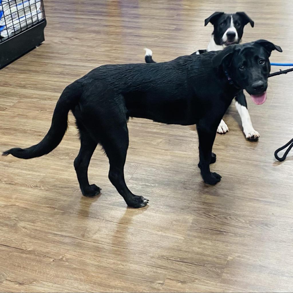 Mila, an adoptable Dutch Shepherd, Retriever in Bartlett, TN, 38133 | Photo Image 7