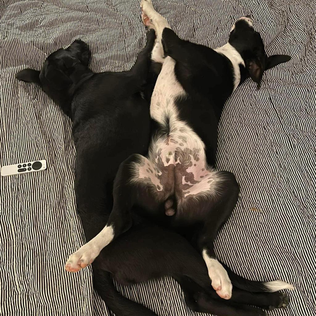 Mila, an adoptable Dutch Shepherd, Retriever in Bartlett, TN, 38133 | Photo Image 8