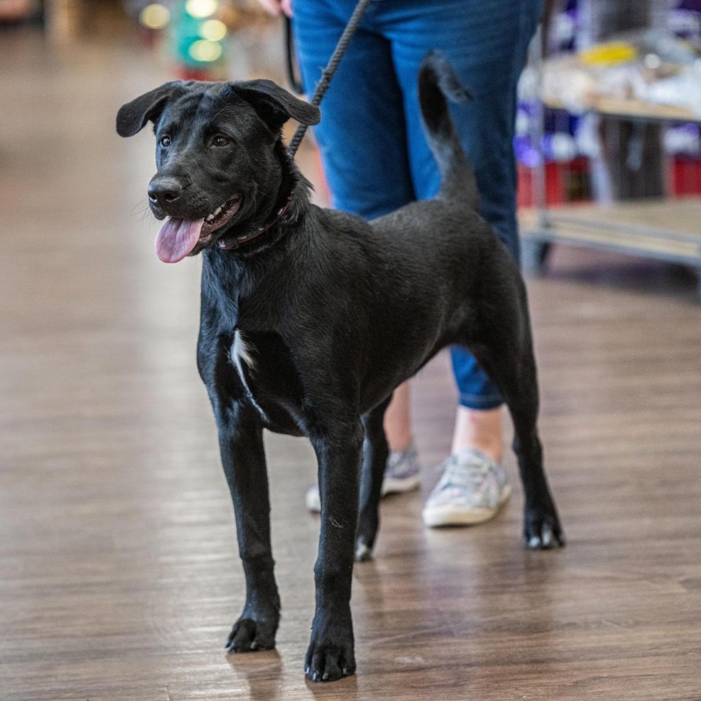 Mila, an adoptable Dutch Shepherd, Retriever in Bartlett, TN, 38133 | Photo Image 9