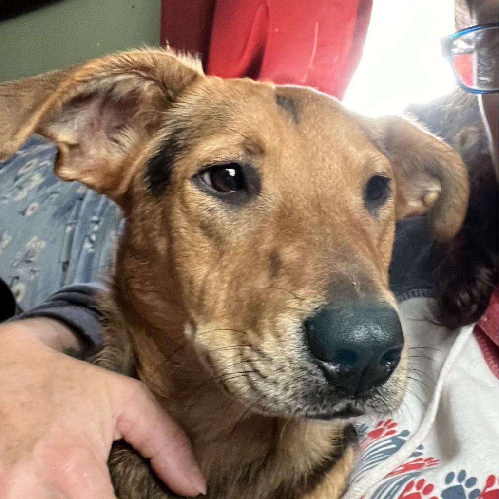 Dorie, an adoptable Dutch Shepherd, Retriever in Bethlehem, NH, 03574 | Photo Image 2