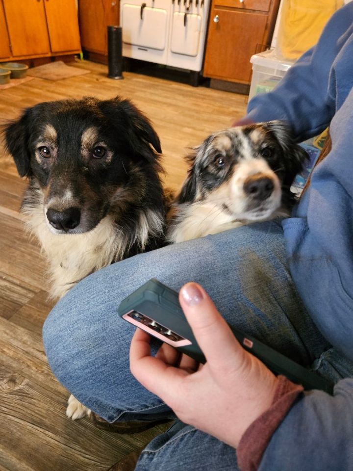 Dog for adoption Wrangler Waterloo an Australian Shepherd in