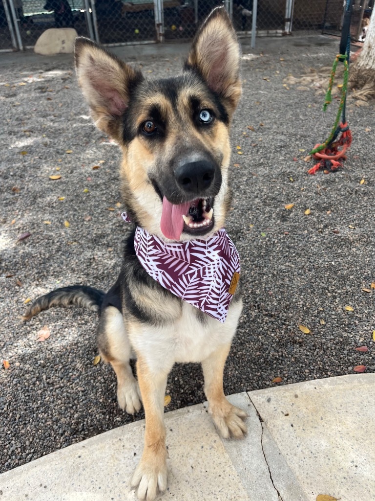 Charlotte, an adoptable Shepherd in San Juan de Abajo, NAY, 63732 | Photo Image 2