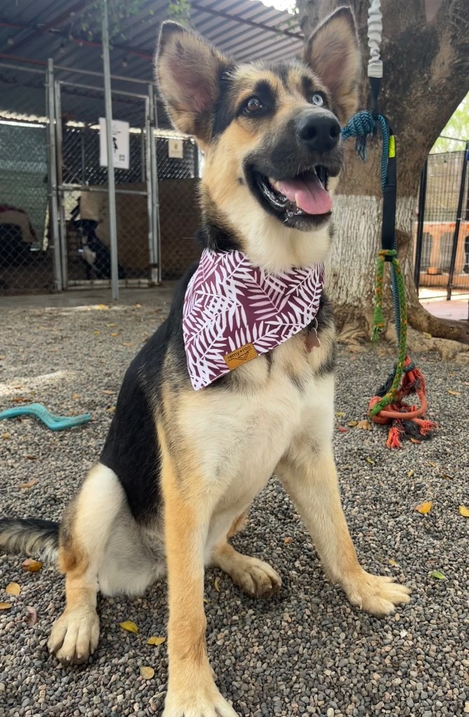 Charlotte, an adoptable Shepherd in San Juan de Abajo, NAY, 63732 | Photo Image 3