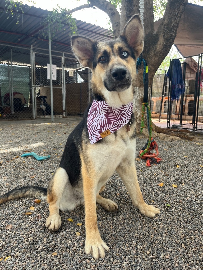 Charlotte, an adoptable Shepherd in San Juan de Abajo, NAY, 63732 | Photo Image 4