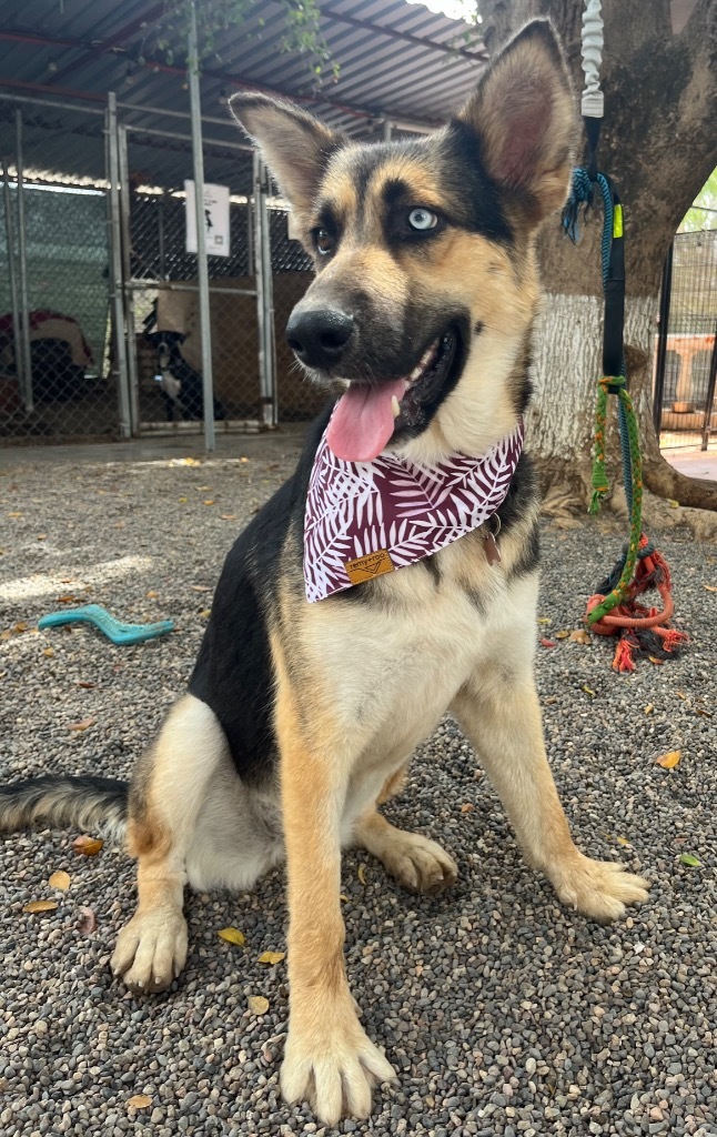 Charlotte, an adoptable Shepherd in San Juan de Abajo, NAY, 63732 | Photo Image 5