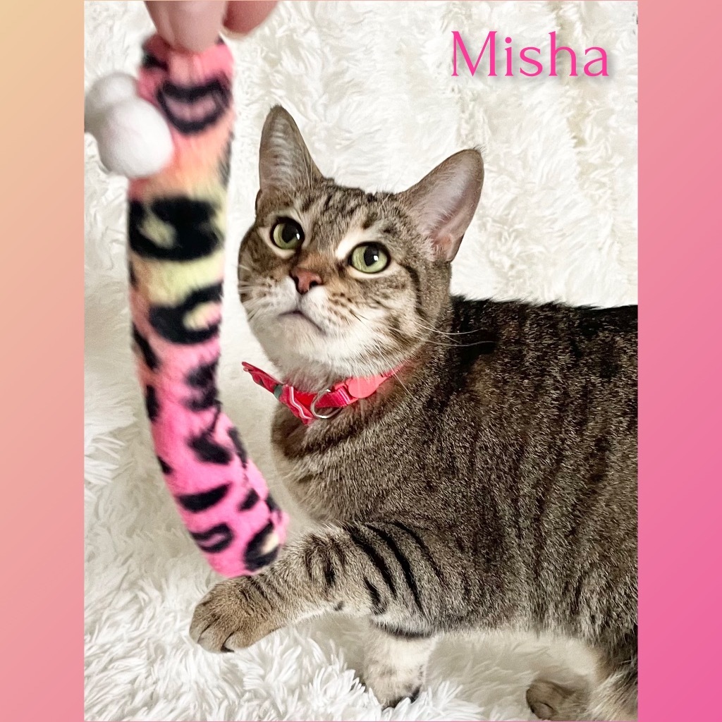 Misha, an adoptable Domestic Short Hair in Salt Lake City, UT, 84117 | Photo Image 1