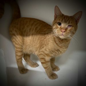 Laney, Adult Female Domestic Short Hair