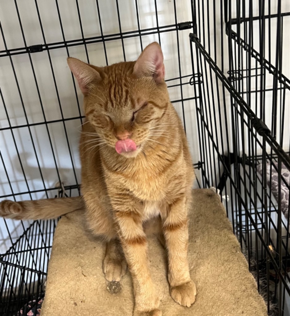 Laney, an adoptable Domestic Short Hair in Pittsfield, IL, 62363 | Photo Image 3