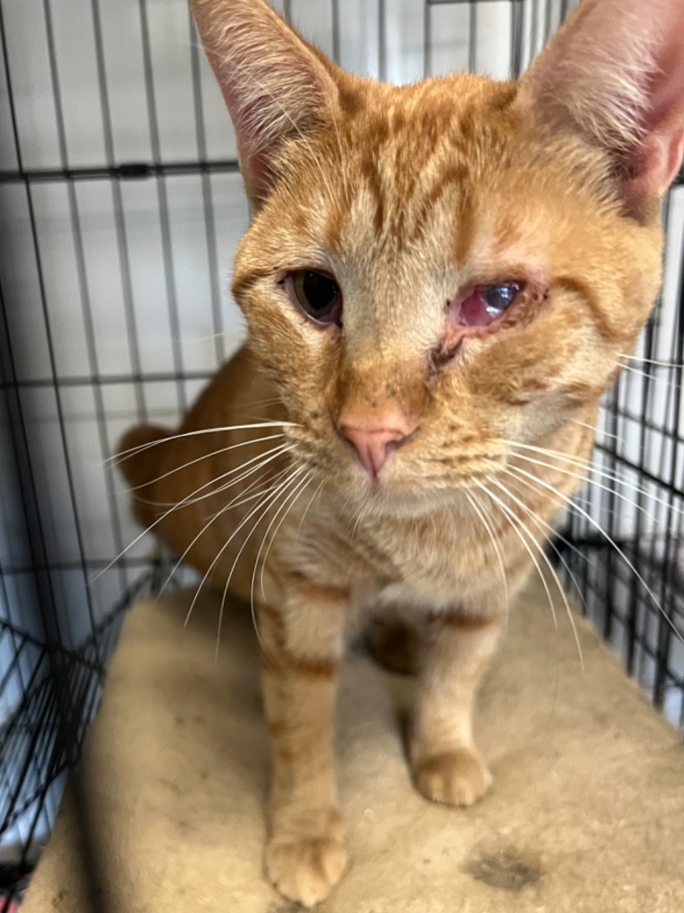 Laney, an adoptable Domestic Short Hair in Pittsfield, IL, 62363 | Photo Image 4