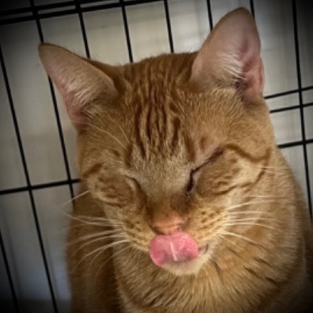 Laney, an adoptable Domestic Short Hair in Pittsfield, IL, 62363 | Photo Image 5