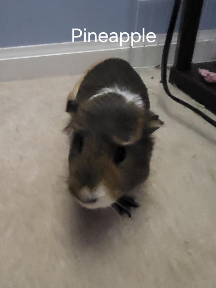 Pineapple (fostered in Blair)