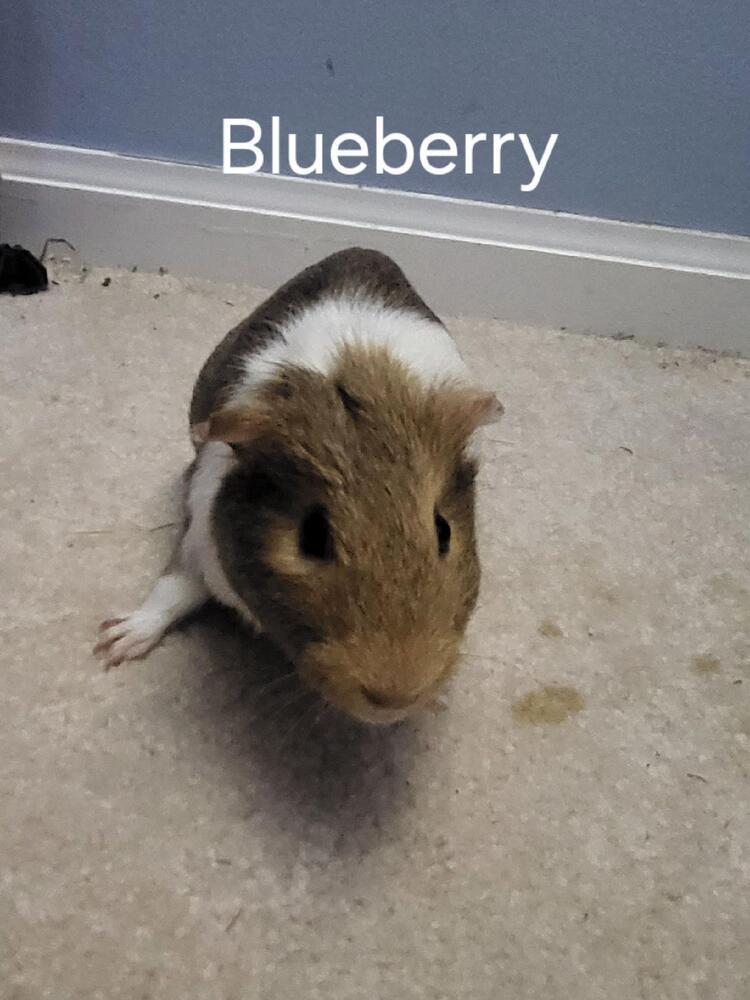 Blueberry (fostered in Blair)