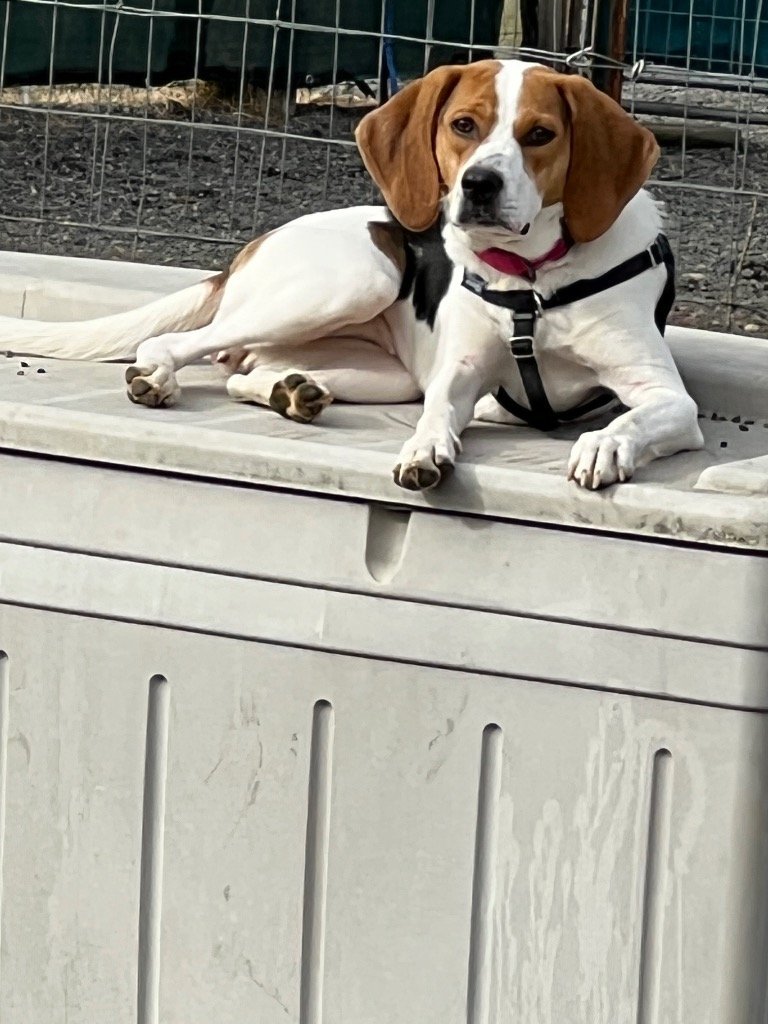 Dixie, an adoptable Foxhound in St. Helens, OR, 97051 | Photo Image 2
