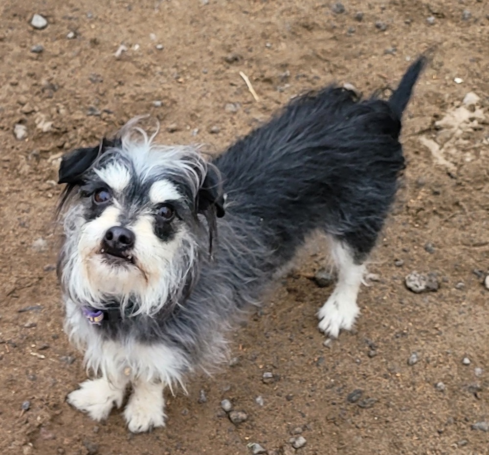 Fritzy, an adoptable Yorkshire Terrier, Schnauzer in Bend, OR, 97701 | Photo Image 1