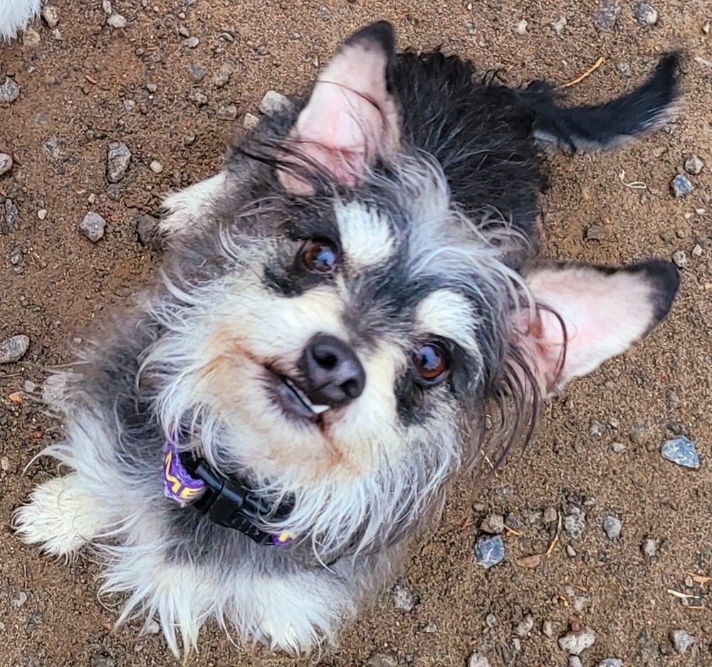 Fritzy, an adoptable Yorkshire Terrier, Schnauzer in Bend, OR, 97701 | Photo Image 2