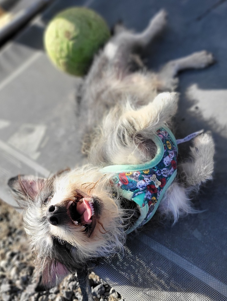 Fritzy, an adoptable Yorkshire Terrier, Schnauzer in Bend, OR, 97701 | Photo Image 5