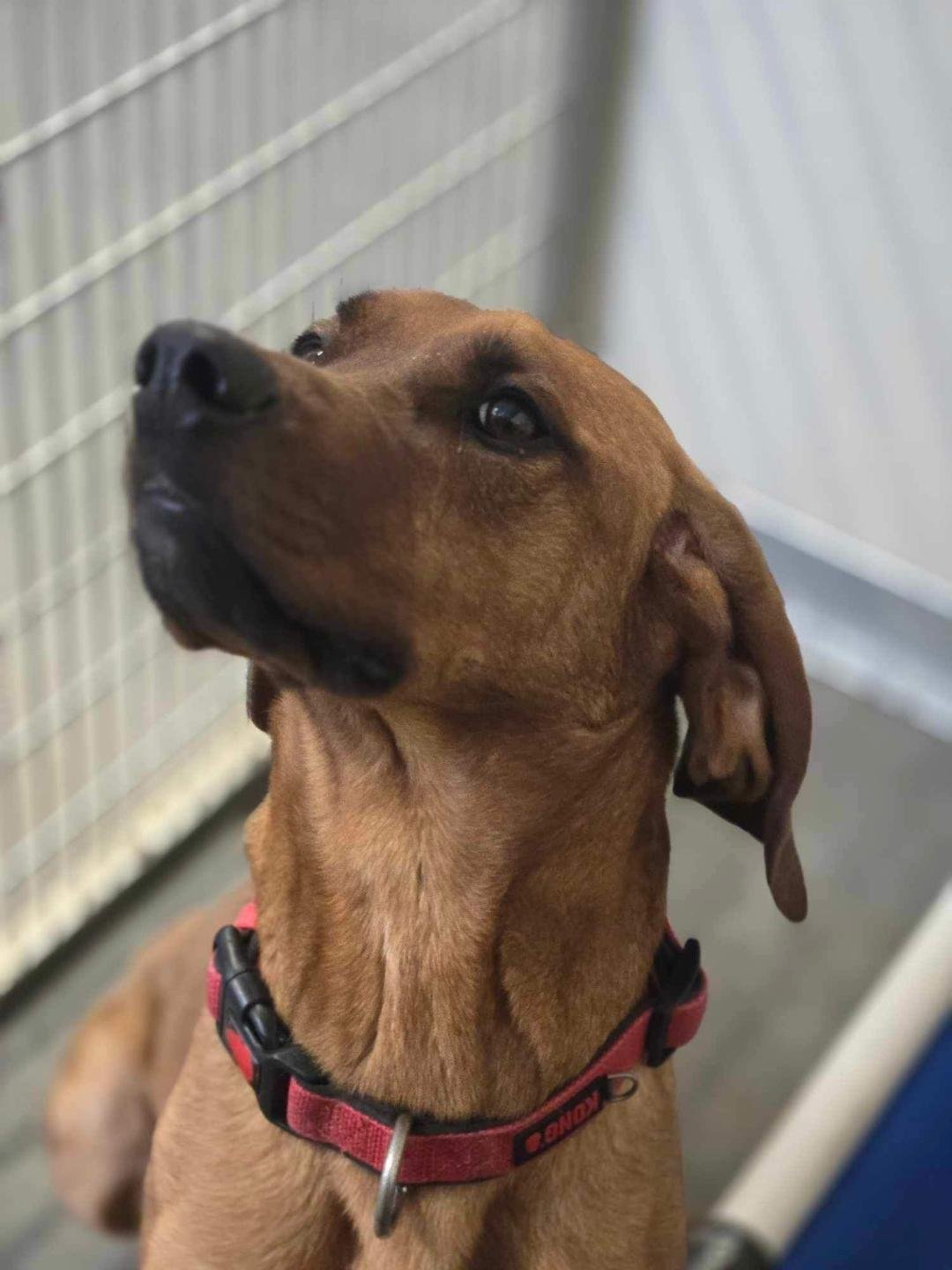 Luke, an adoptable Hound in Park Falls, WI, 54552 | Photo Image 1