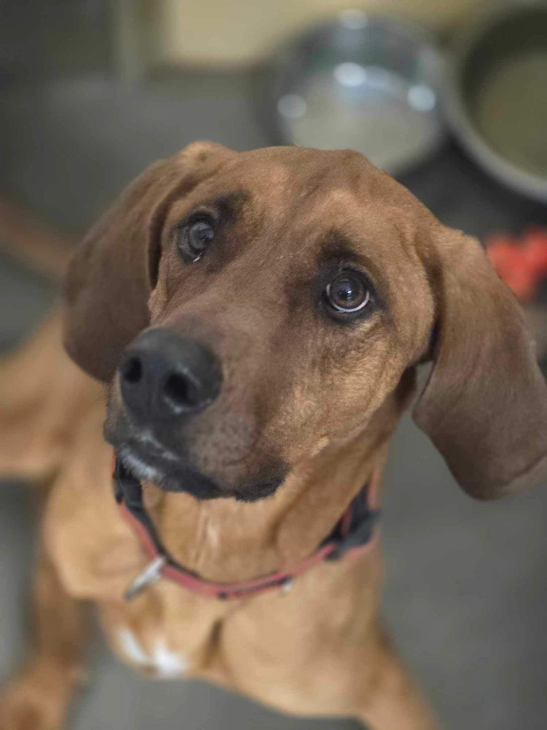 Luke, an adoptable Hound in Park Falls, WI, 54552 | Photo Image 3