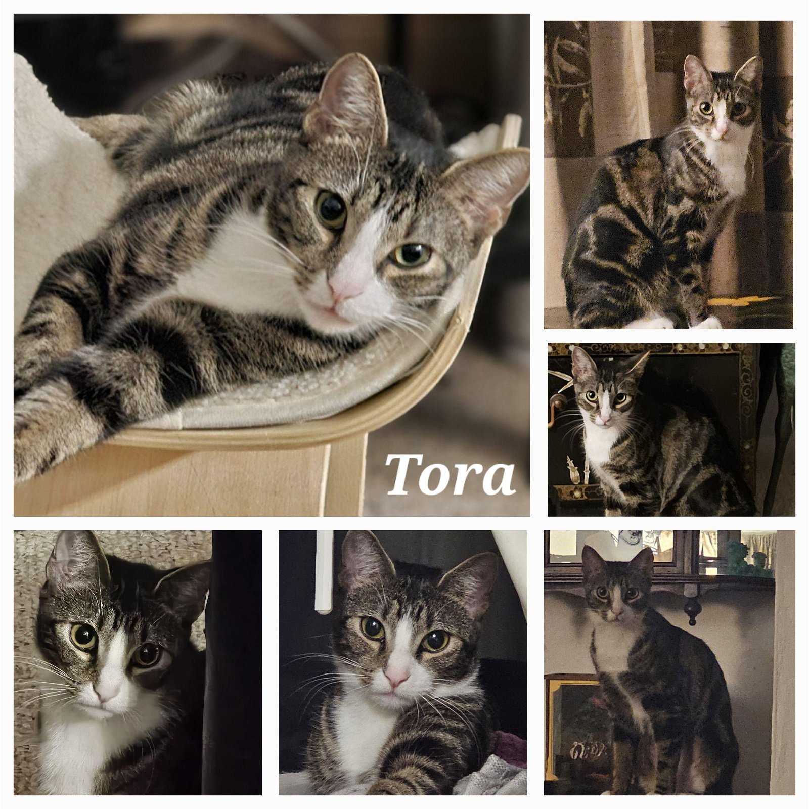 Tora (FCID# 01/15/2024 - 6) C