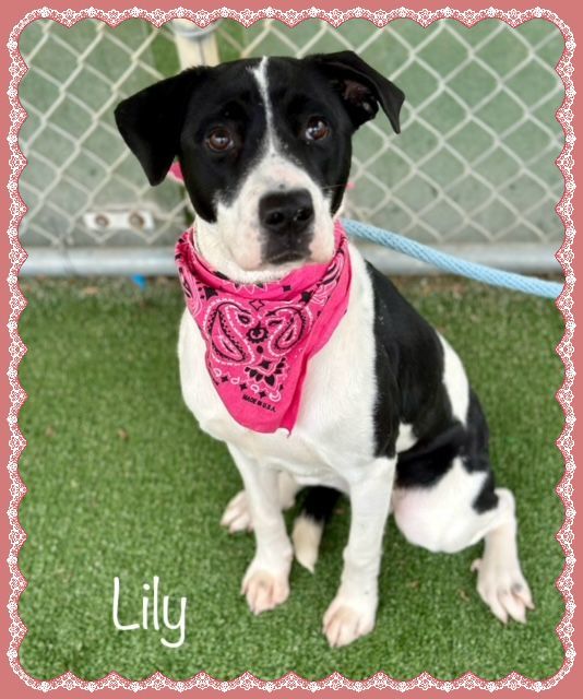 LILY, an adopted Labrador Retriever Mix in Marietta, GA_image-1