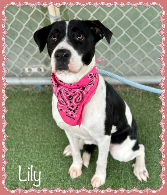 LILY, an adopted Labrador Retriever Mix in Marietta, GA_image-3