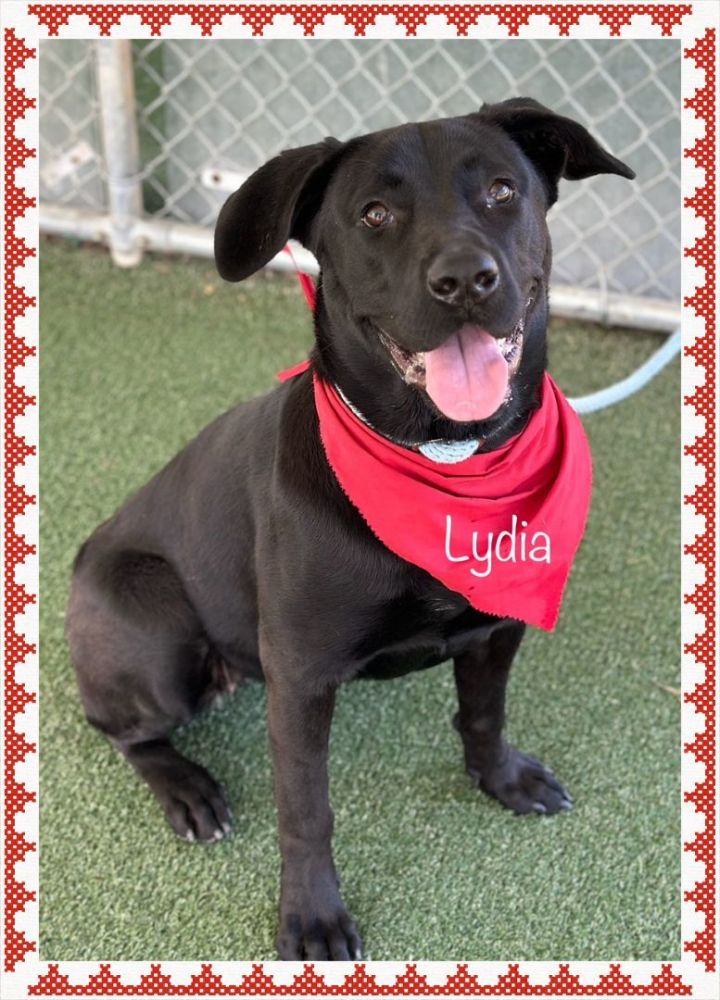 LYDIA - see video, an adoptable Black Labrador Retriever Mix in Marietta, GA_image-2