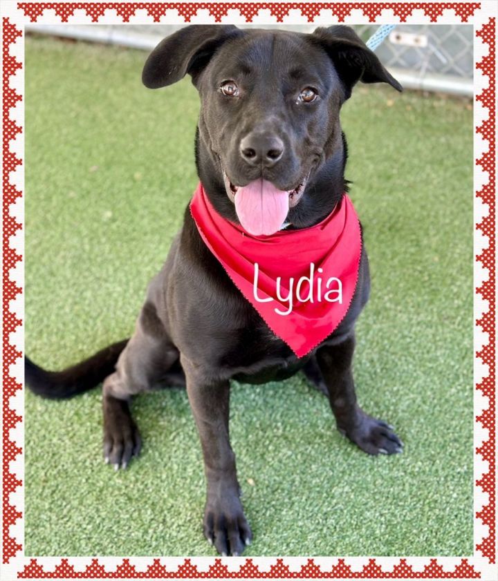 LYDIA - see video, an adoptable Black Labrador Retriever Mix in Marietta, GA_image-3